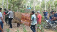 Petani Aceh Timur Meninggal Tersetrum Kabel Hama Babi di Kebunnya