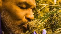 Studi: Ganja Bantu Mencegah dan Mengobati Virus Corona