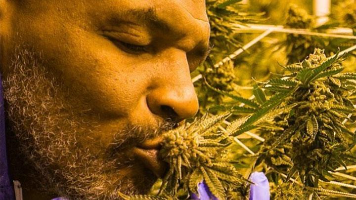 Studi: Ganja Bantu Mencegah dan Mengobati Virus Corona