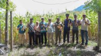 Petani Jagung Gampong Teuladan, Jatuh Bangun dan Bangkit Berkat Bantuan Pemerintah