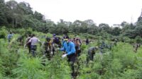 Tim Gabungan BNN Musnahkan 5 Hektar Ladang Ganja di Aceh Besar