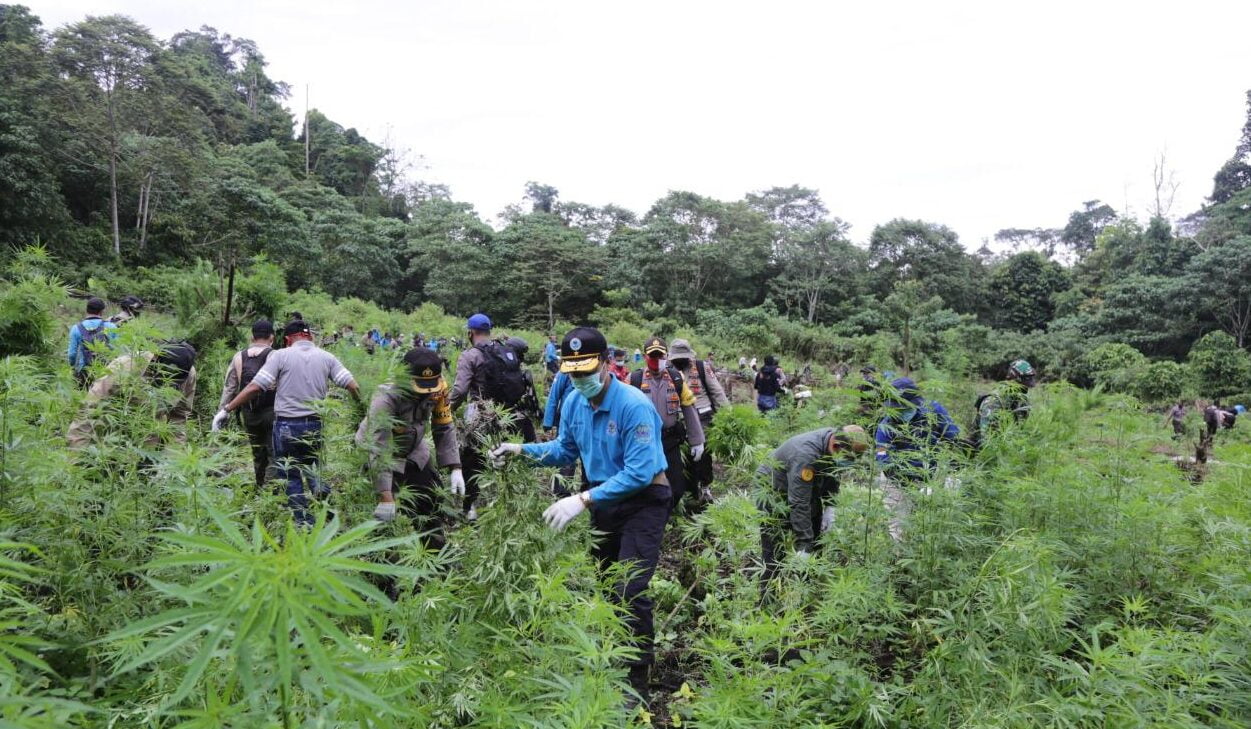 Tim Gabungan BNN Musnahkan 5 Hektar Ladang Ganja di Aceh Besar