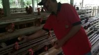 potensi-peternakan-ayam-layer-sangat-menjanjikan-memenuhi-kebutuhan-masyarakat-aceh