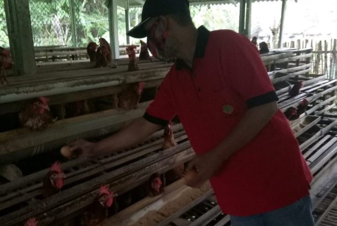 WhatsApp Image 2021-07-06 at 10.21.51 potensi-peternakan-ayam-layer-sangat-menjanjikan-memenuhi-kebutuhan-masyarakat-aceh