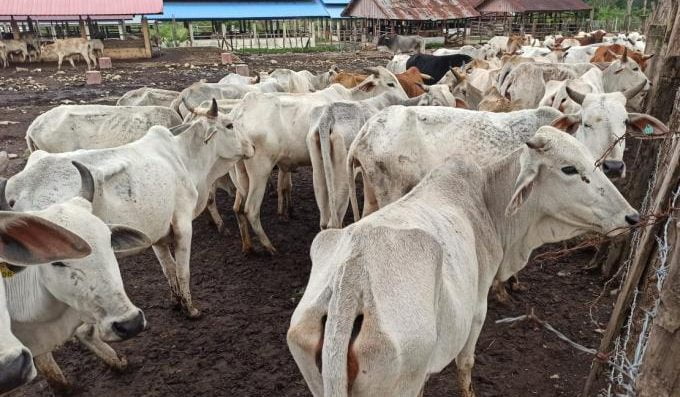 Polda Aceh Tetapkan 9 Tersangka Terkait Kasus Sapi Kurus di Saree