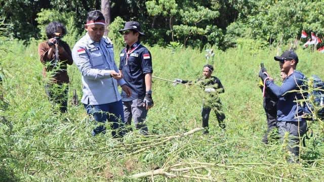 Bareskrim Polri Musnahkan 25 Hektar Ladang Ganja di Aceh Besar