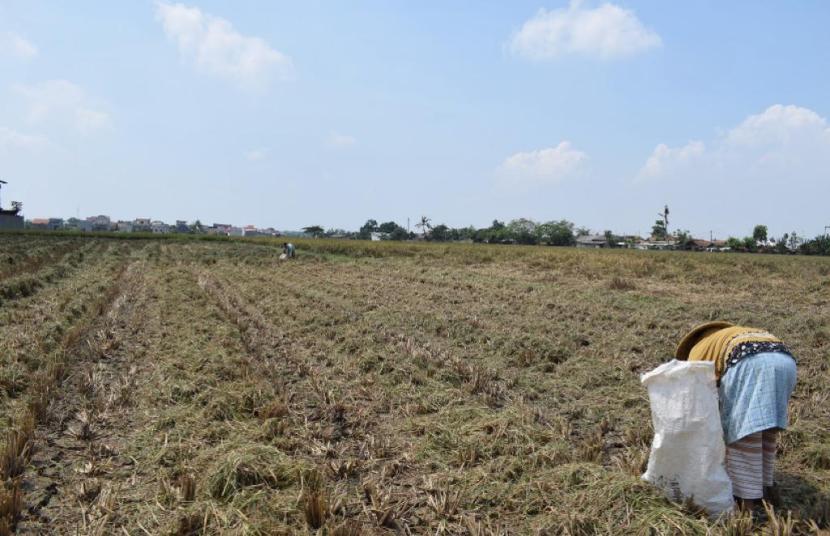 Alami Kekeringan, Petani Aceh Didorong Ikut AUTP