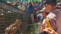 Seekor Harimau Sumatera Masuk Perangkap di Aceh Selatan