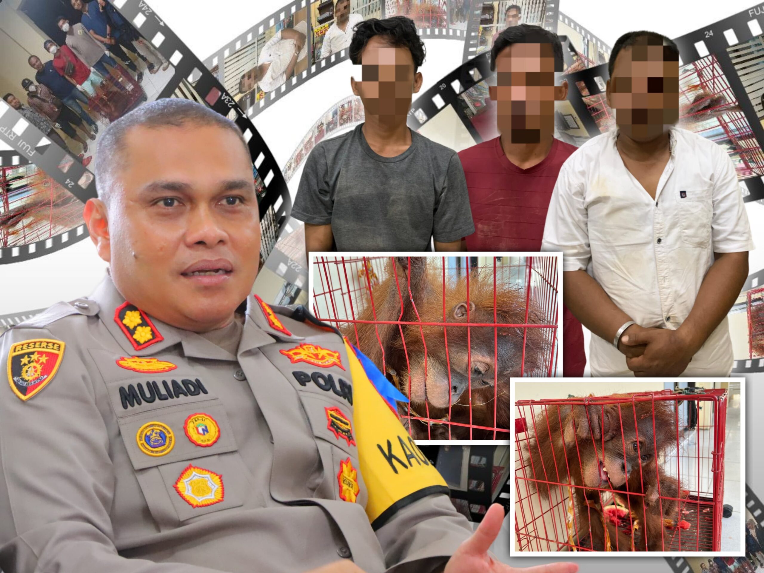Polisi Tangkap Pelaku Perdagangan Orang Utan di Aceh Tamiang