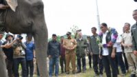 Presiden Prabowo Hibahkan 20.000 Hektare untuk Konservasi Gajah di Aceh
