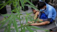 Pengedar 76 Kg Ganja Asal Aceh Jualan di Medsos dan Dikirim Lewat Travel