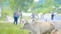 Jelang Lebaran, Satpol PP Aceh Besar Tertibkan Ternak Liar di Jalan Raya