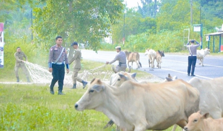 Jelang Lebaran, Satpol PP Aceh Besar Tertibkan Ternak Liar di Jalan Raya