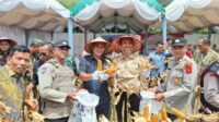 Ketua DPRK Aceh Besar Dukung Swasembada Pangan Lewat Panen Raya Jagung