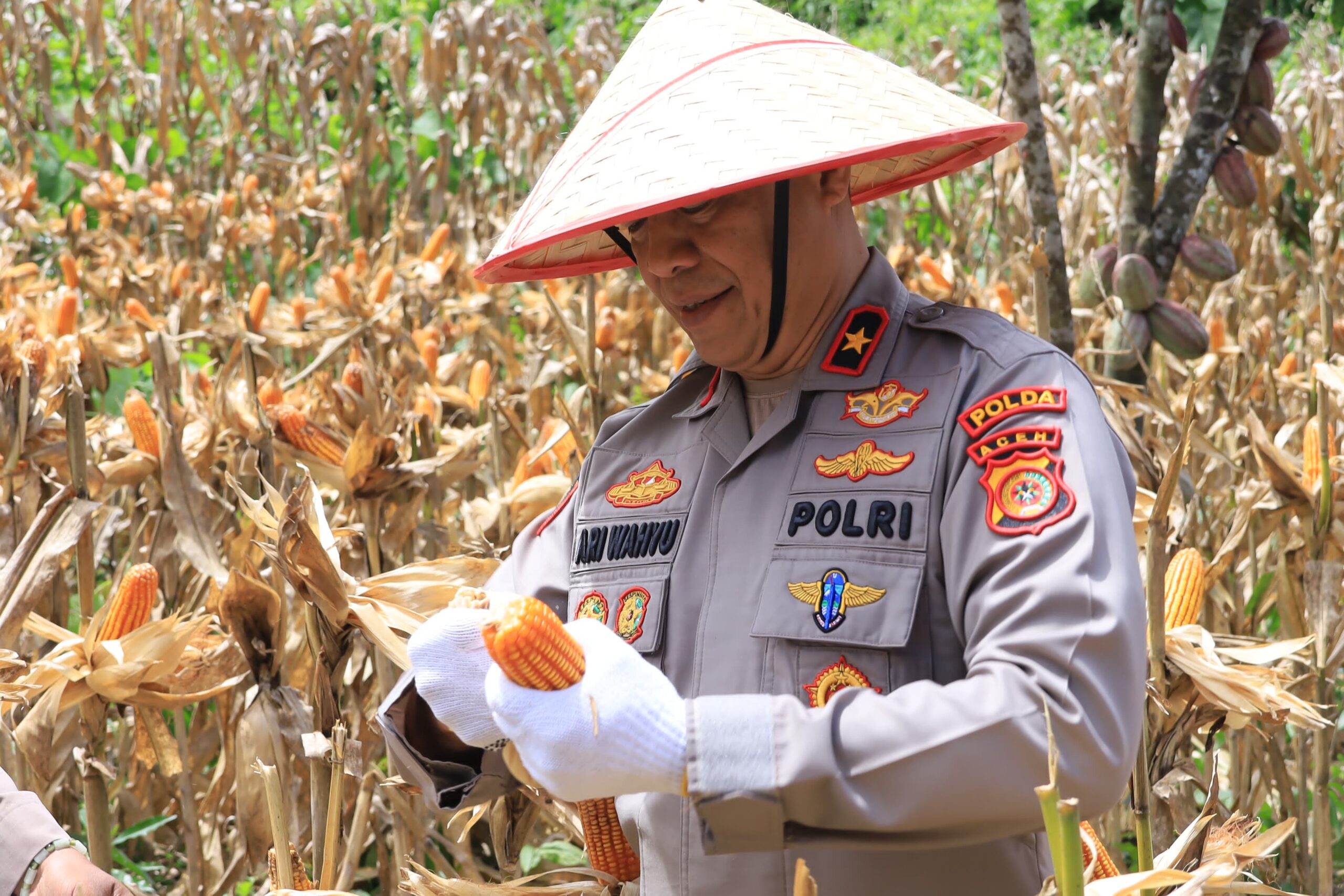 Wakapolda Aceh Panen Raya Jagung Serentak Kuartal II