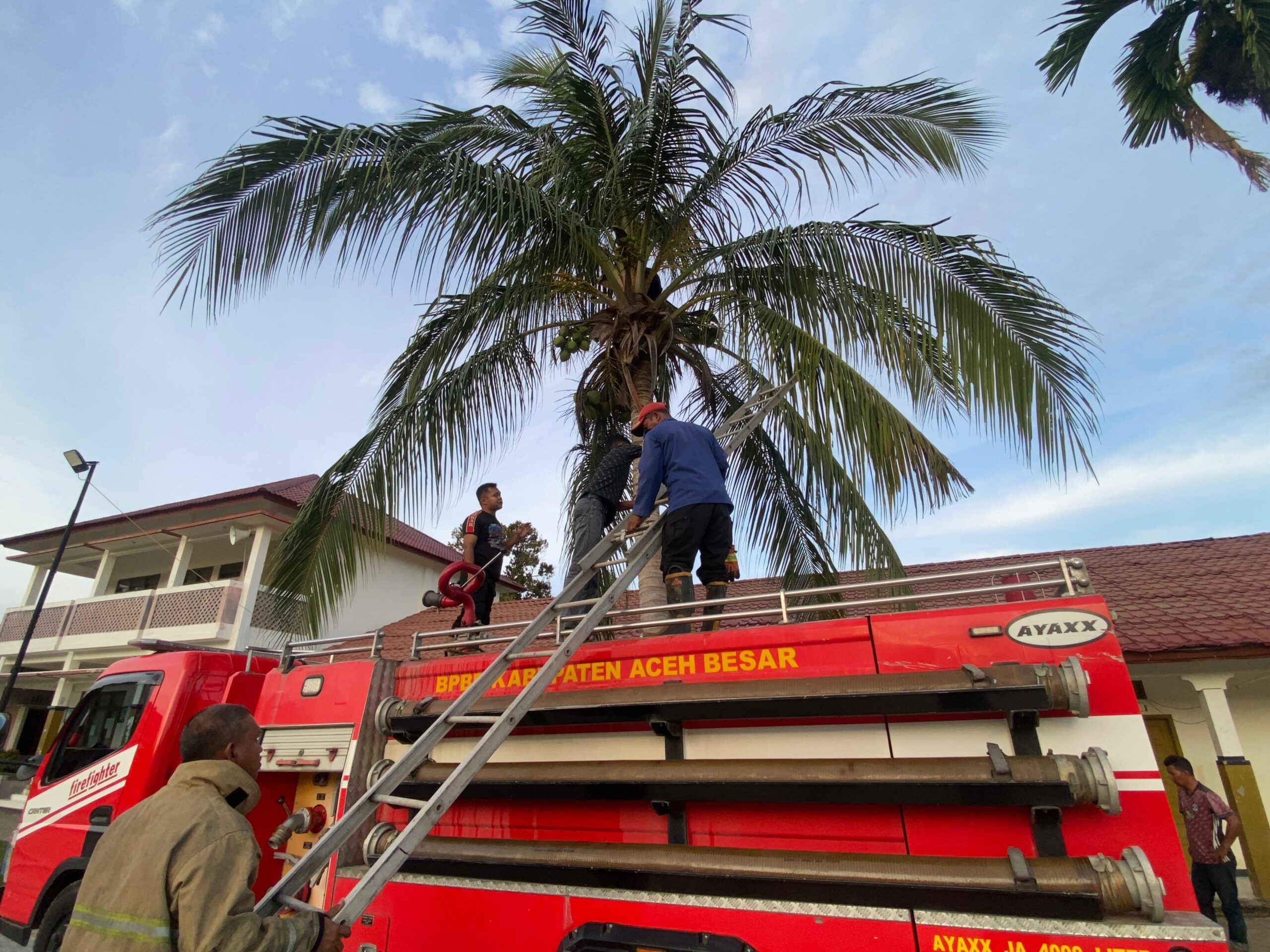 Pemanjat Kelapa Dievakuasi Petugas Damkar setelah Alami Kram di Atas Pohon