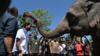 Tinjau Lokasi Konservasi Gajah di Aceh Tengah, Mualem Komitmen Atasi Konflik Manusia-Satwa Liar