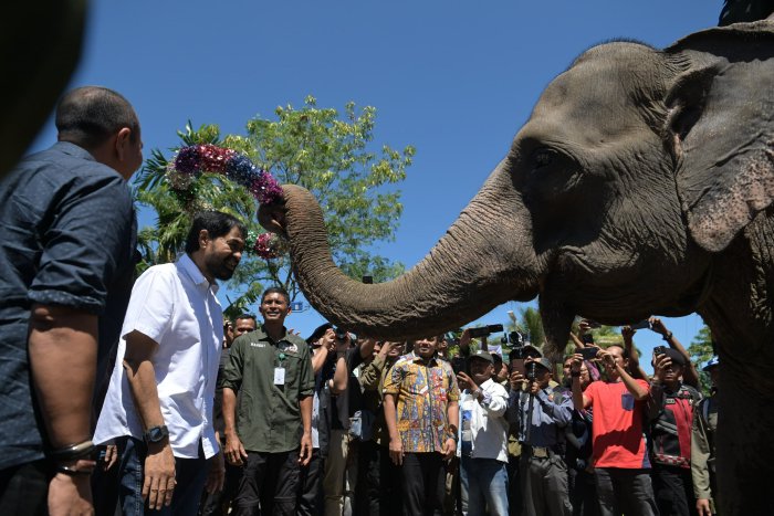Tinjau Lokasi Konservasi Gajah di Aceh Tengah, Mualem Komitmen Atasi Konflik Manusia-Satwa Liar