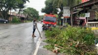 Pohon Tumbang Timpa Ruko di Aceh Besar, Tidak Ada Korban Jiwa