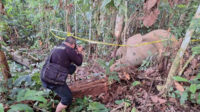 Gajah Sumatra Ditemukan Mati di Aceh Timur, Penyebab belum Diketahui