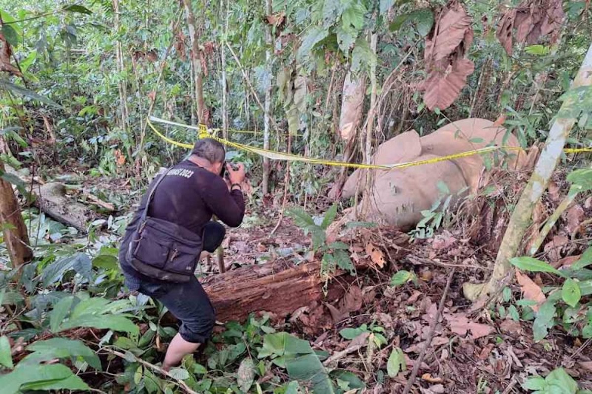 gajah-sumatra-ditemukan-mati-di-aceh-timur-penyebab-belum-diketahui Gajah Sumatra Ditemukan Mati di Aceh Timur, Penyebab belum Diketahui