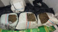 Bawa 50 Kg Ganja, Petani Aceh Tengah Diciduk di Bireuen