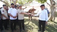 Presiden Prabowo Salurkan 1.123 Sapi Meugang untuk Korban Banjir Aceh Utara