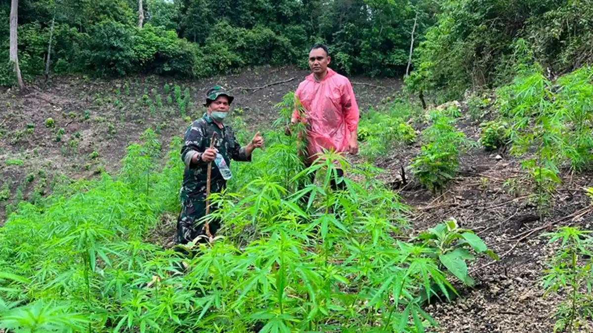 Personel Kodim 0101/KBA Temukan 2,5 Hektare Ladang Ganja di Pegunungan Indrapuri