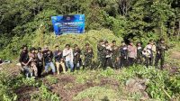 BNN Musnahkan 12 Hektare Ladang Ganja Siap Panen di Aceh