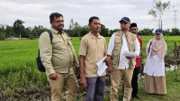 Dana Swakelola Cair, 1.308 Hektare Sawah Terdampak Banjir di Aceh Barat Segera Dipulihkan