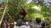Dramatis! Evakuasi 3 Orangutan Terjebak Karhutla di Ketapang Memakan Waktu 8 Jam