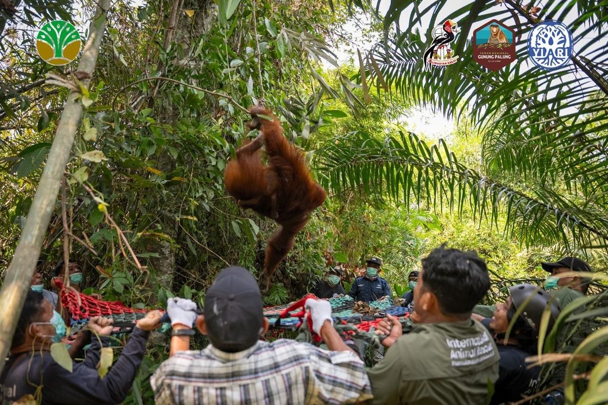 Dramatis! Evakuasi 3 Orangutan Terjebak Karhutla di Ketapang Memakan Waktu 8 Jam