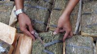 Gagalkan Penyelundupan 169 Kg Ganja Asal Aceh di Deli Serdang, Polda Sumut Ringkus Tiga Tersangka