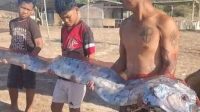 Geger Ikan Oarfish 'Kiamat' Panjang 4 Meter Terdampar di Pantai Pink Lombok Timur