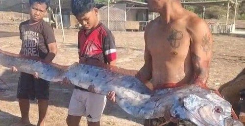 Geger Ikan Oarfish 'Kiamat' Panjang 4 Meter Terdampar di Pantai Pink Lombok Timur
