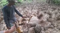 Seekor Anak Gajah Sumatera di Temukan Mati di Aceh Timur
