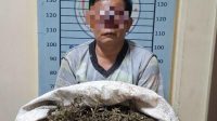simpan-47-kg-ganja-di-bawah-ranjang-warga-ketambe-aceh-tenggara-diringkus-polisi