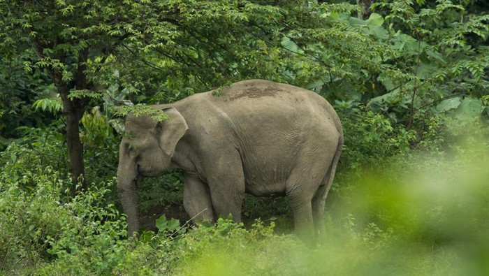 Tiga Gajah Muncul di Aceh Tengah, Satu Ekor Mengamuk Kejar Warga yang Berada di Kebun