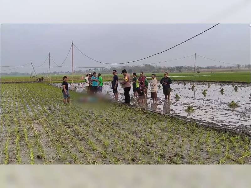 Dua Perempuan di Bojonegoro Tewas Tersengat Listrik Jebakan Tikus di Sawah