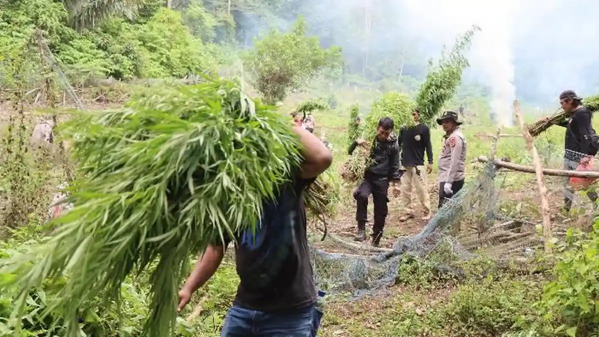Ladang Ganja 1 Hektare di Seulimeum Digerebek, 3.500 Batang Dimusnahkan