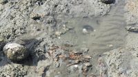 Viral Penemuan Tulang Berserakan di Pesisir Aceh Besar, Menguak Jejak Makam yang Tenggelam